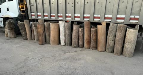 Row of hollow wooden log beehives in weathered tones standing upright